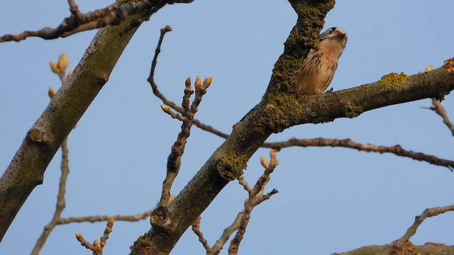 コアカゲラ - ML652715311