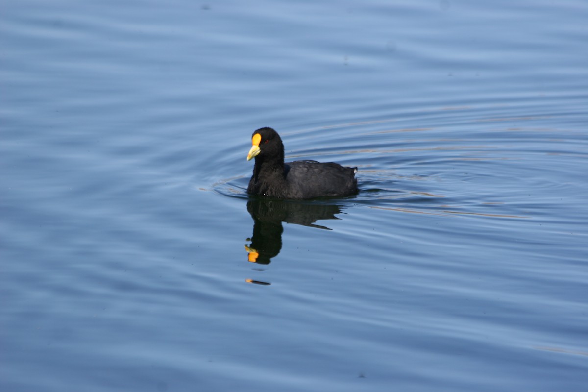 White-winged Coot - ML652715445