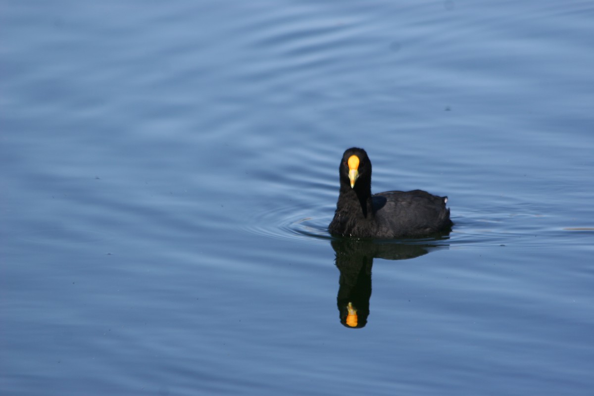 White-winged Coot - ML652715446