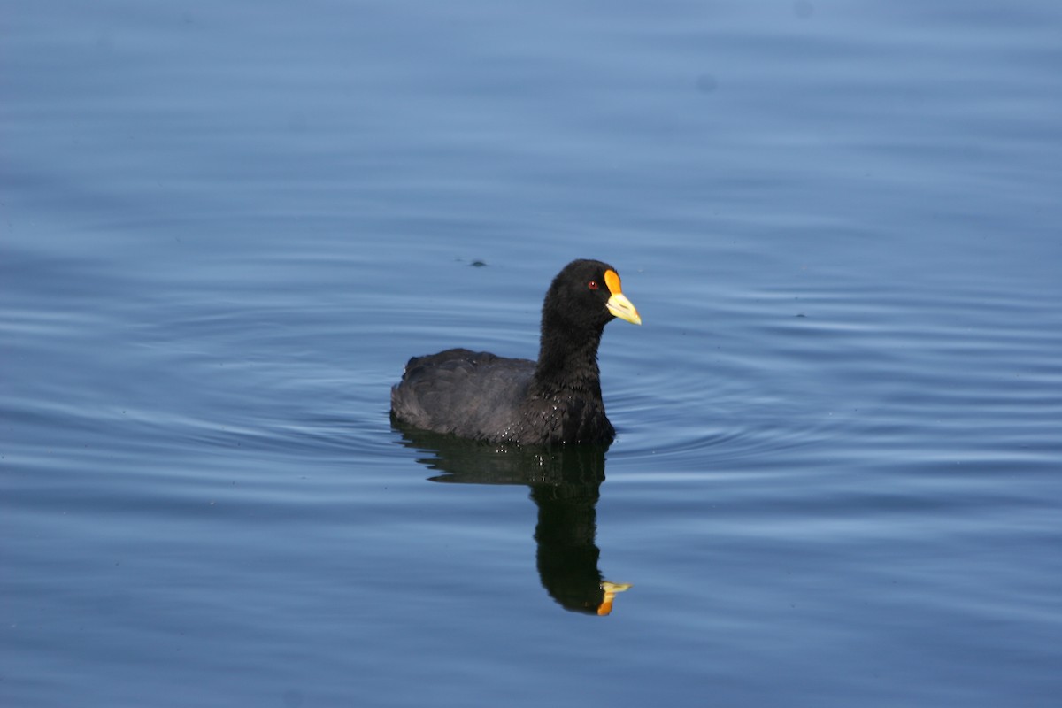 White-winged Coot - ML652715447