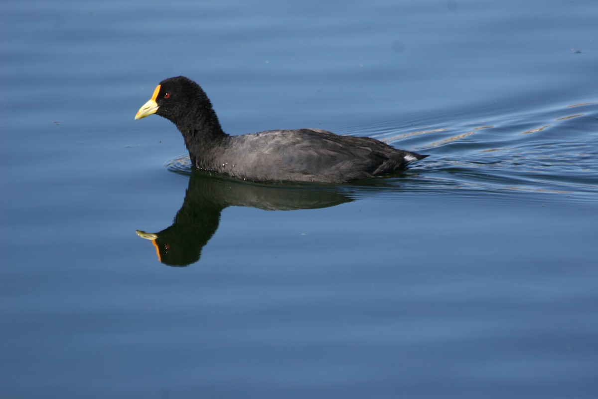 White-winged Coot - ML652715448