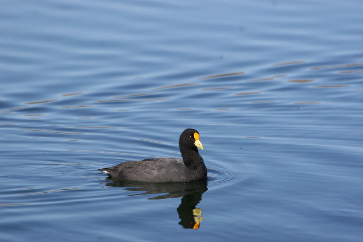 White-winged Coot - ML652715449