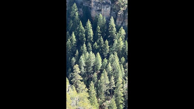 White-throated Swift - ML652715469