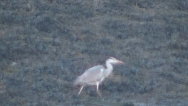 Airone cenerino - ML652715470