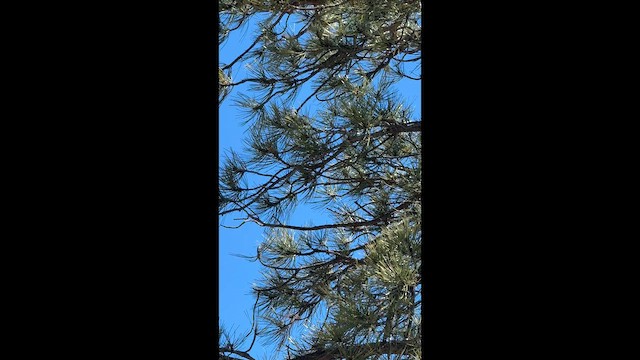 Hutton's Vireo (Interior) - ML652715474