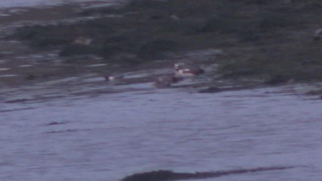 Fischione - ML652715480