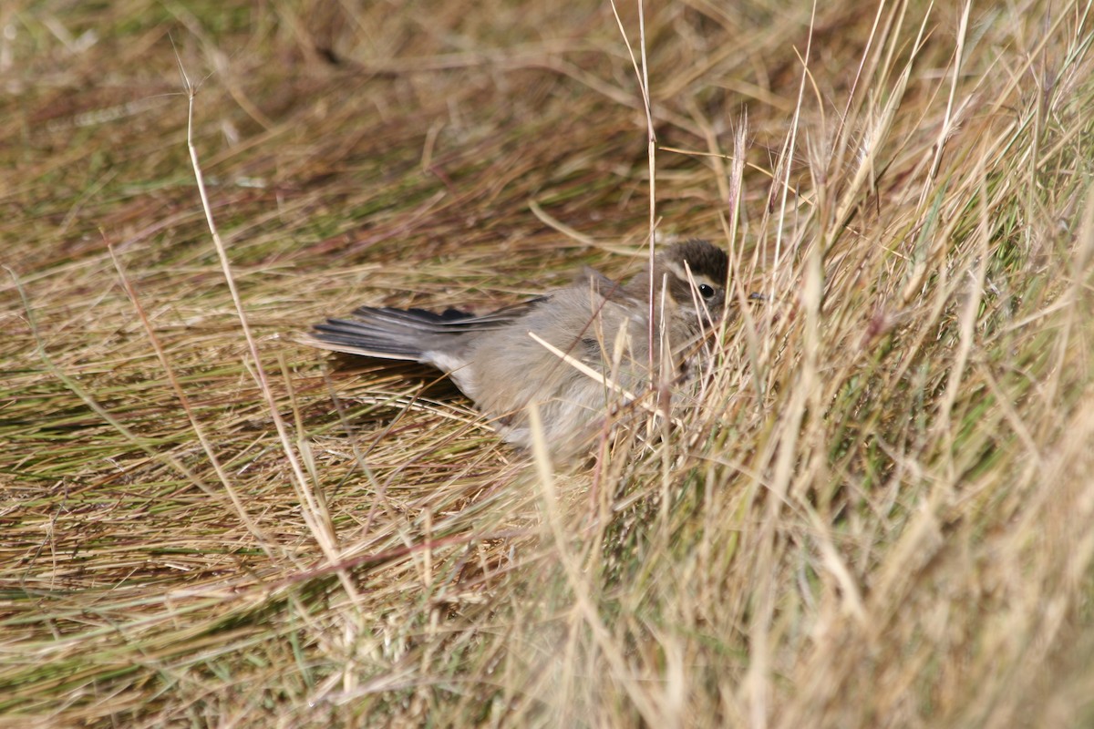 Buff-winged Cinclodes - ML652715494