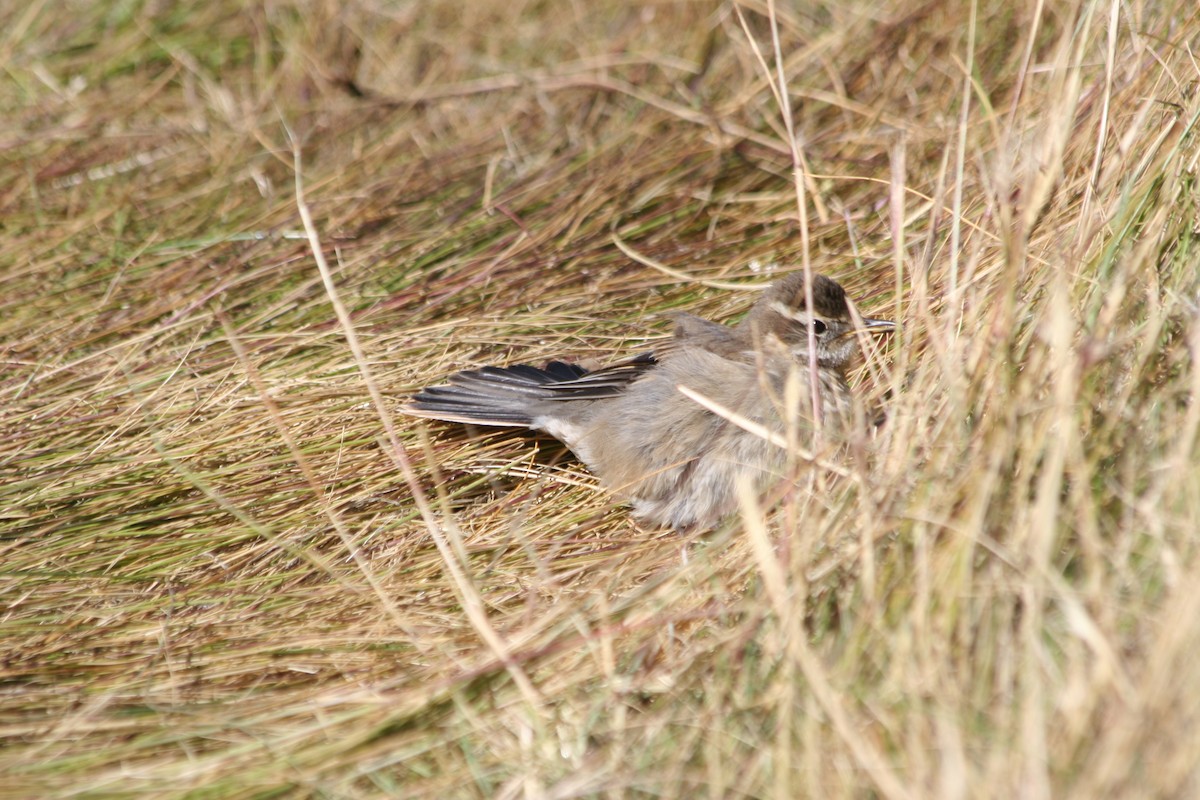 Buff-winged Cinclodes - ML652715495