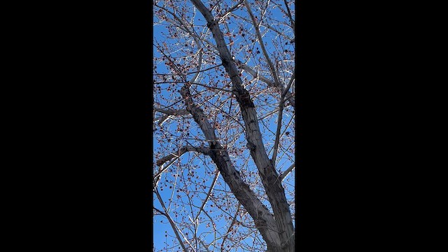 White-headed Woodpecker - ML652715529