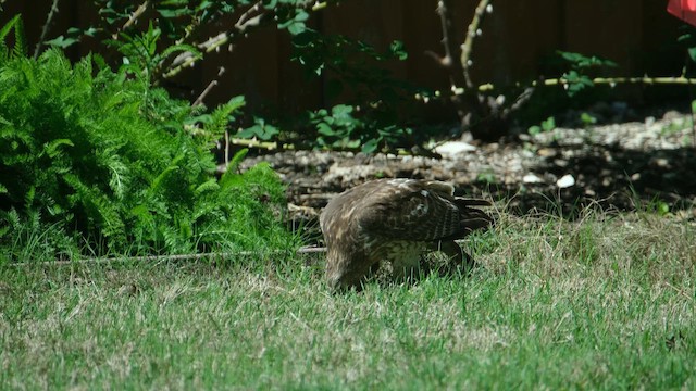 Red-shouldered Hawk - ML652715530