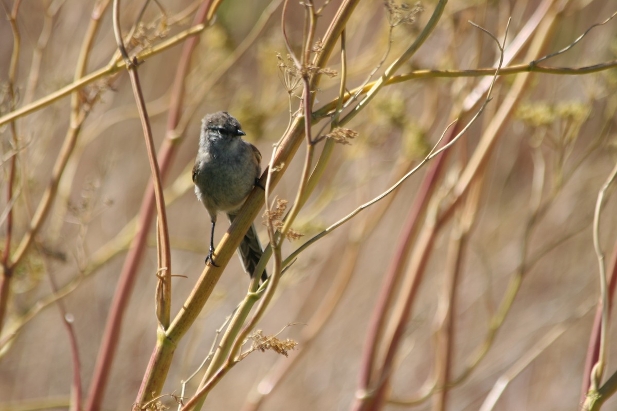 Plain-mantled Tit-Spinetail (pallida) - ML652715638