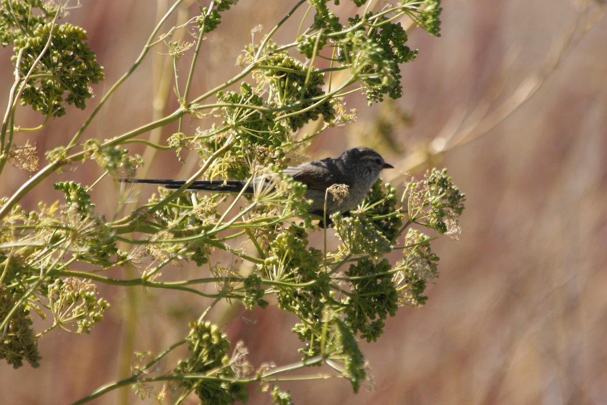 Plain-mantled Tit-Spinetail (pallida) - ML652715639