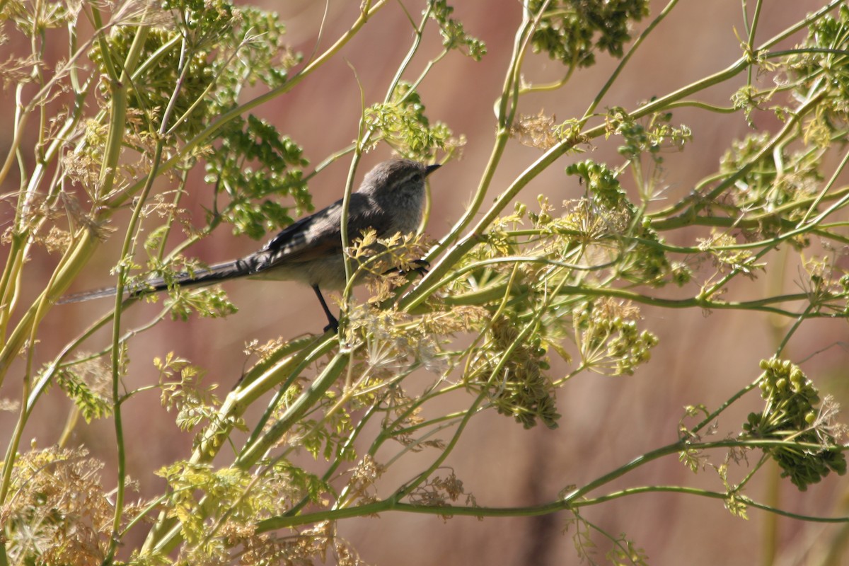 Plain-mantled Tit-Spinetail (pallida) - ML652715640