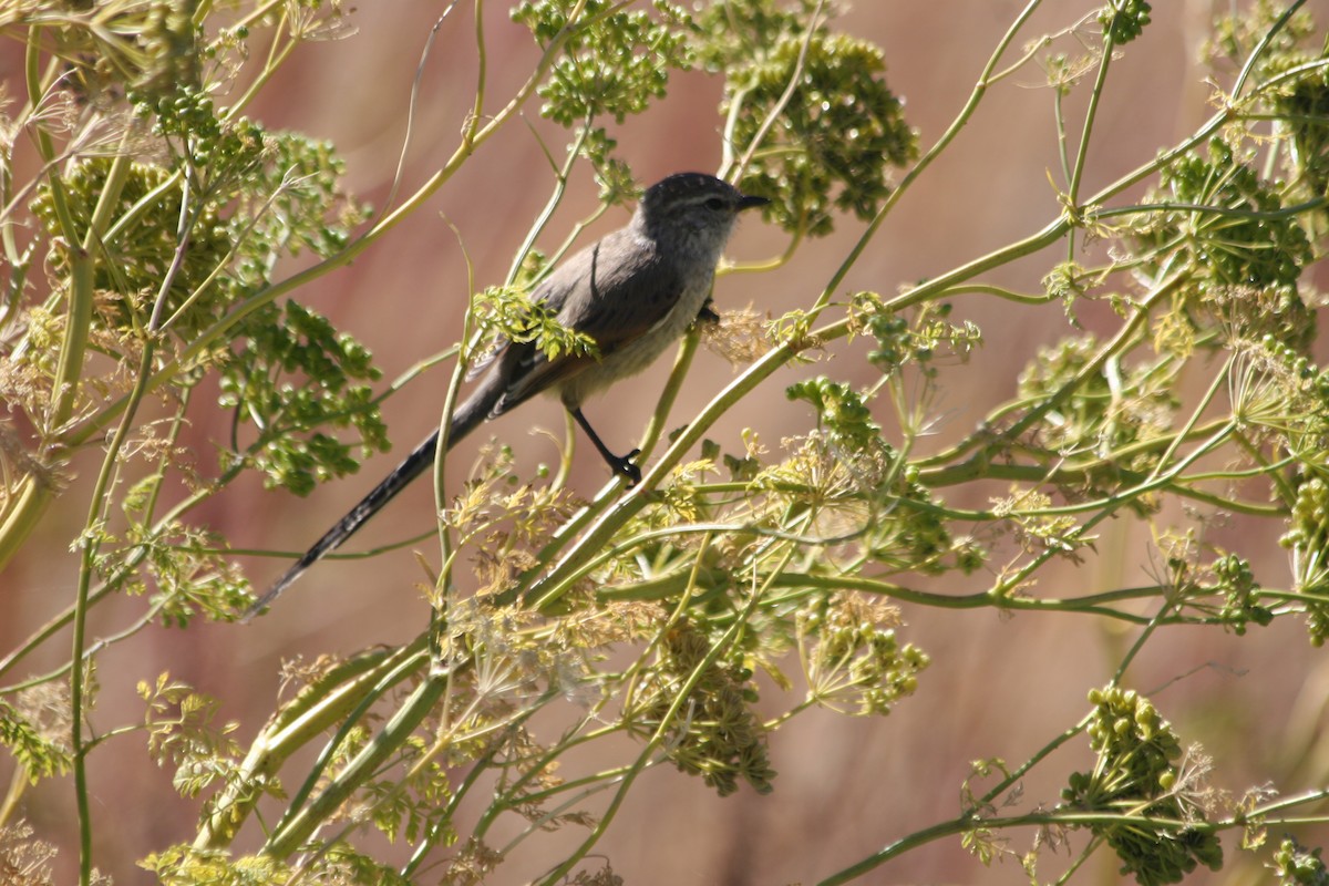 Plain-mantled Tit-Spinetail (pallida) - ML652715641