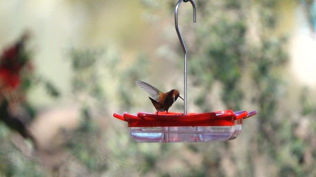Rufous Hummingbird - ML652715702