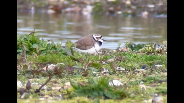 Corriere piccolo - ML652715742