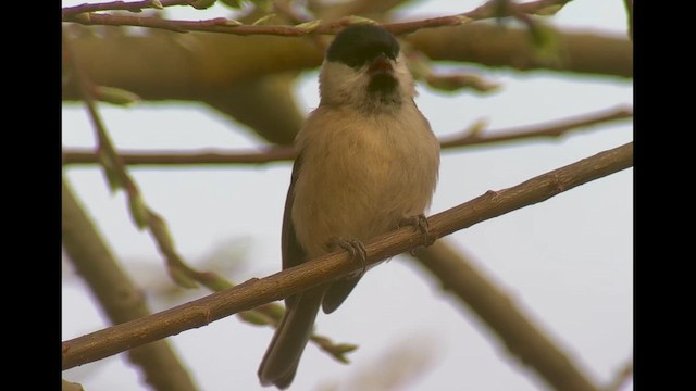 Cincia bigia - ML652715761