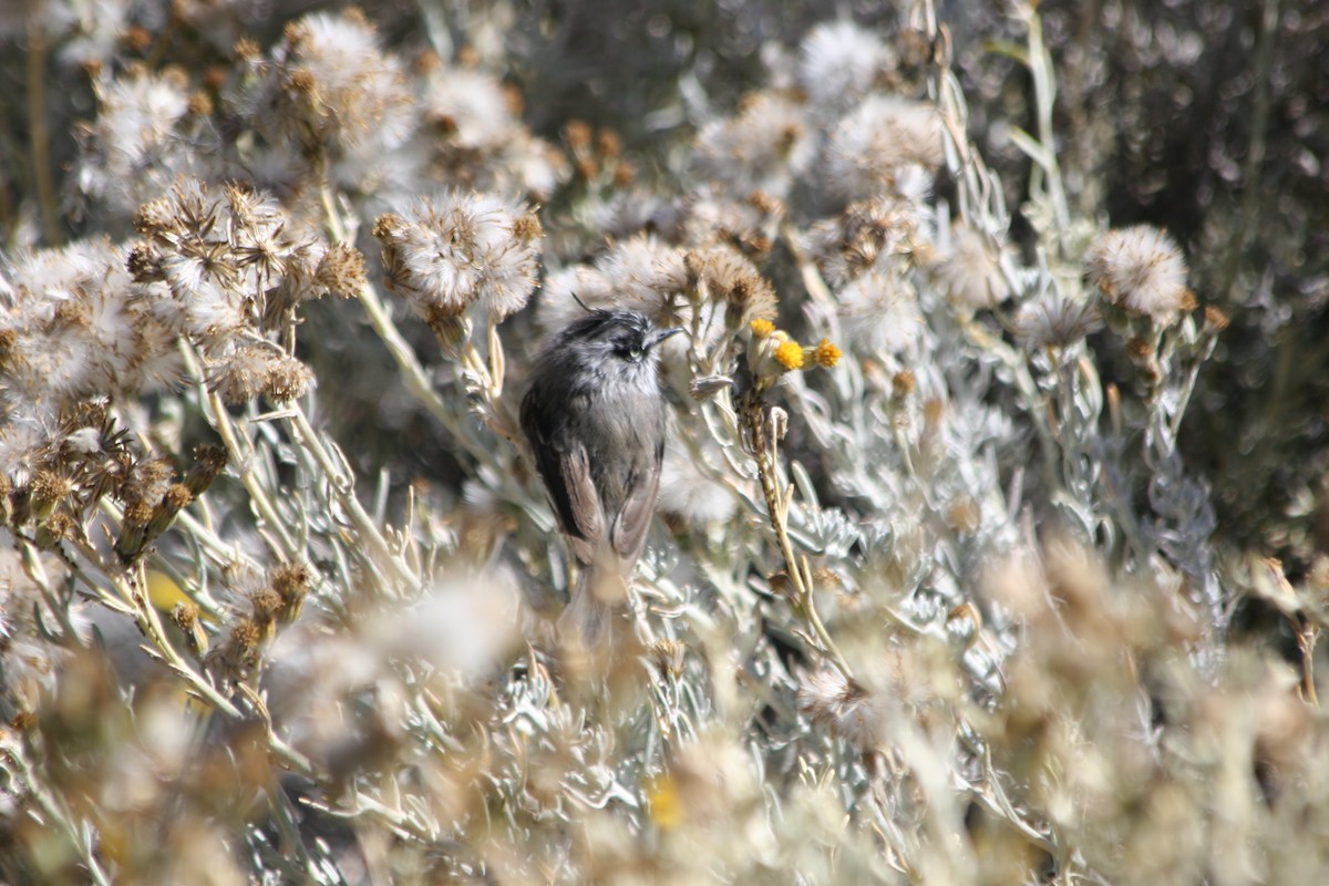 Tufted Tit-Tyrant - ML652715792