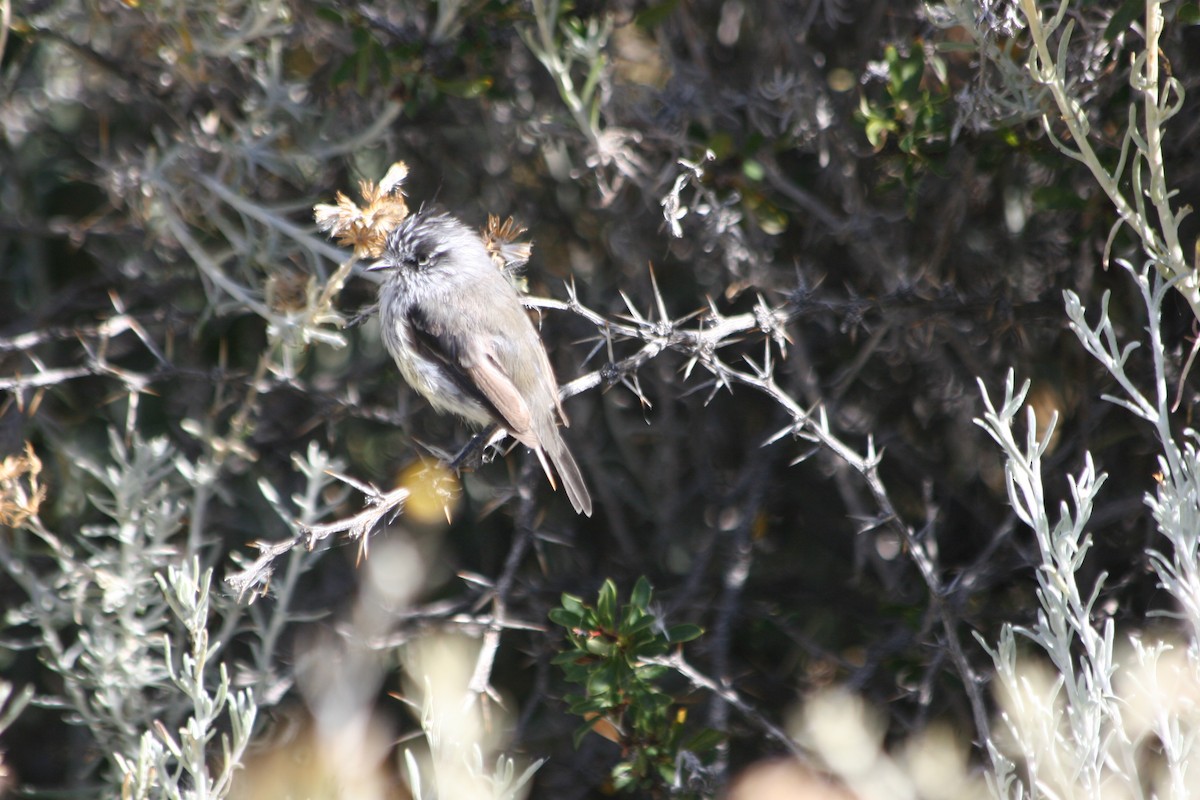 Tufted Tit-Tyrant - ML652715793