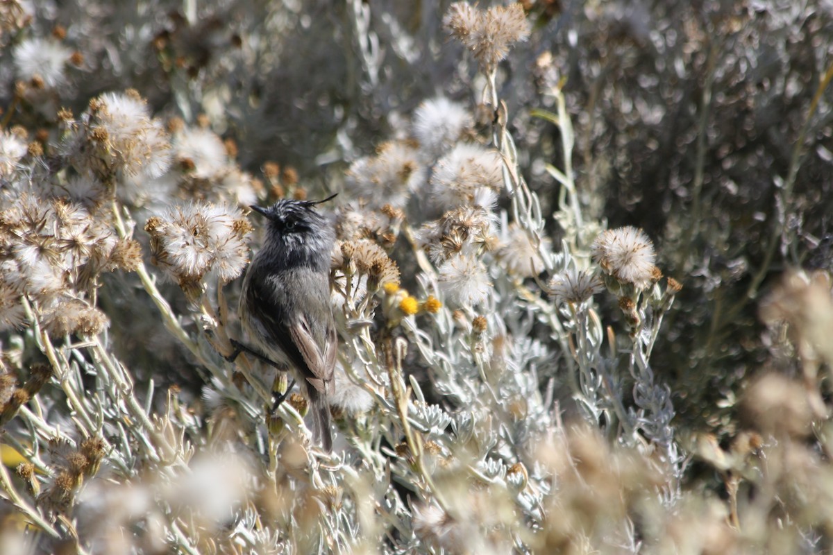 Tufted Tit-Tyrant - ML652715794