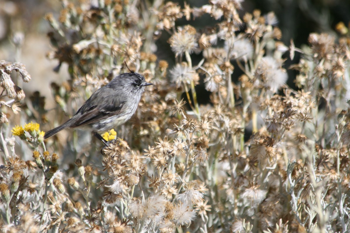 Tufted Tit-Tyrant - ML652715795
