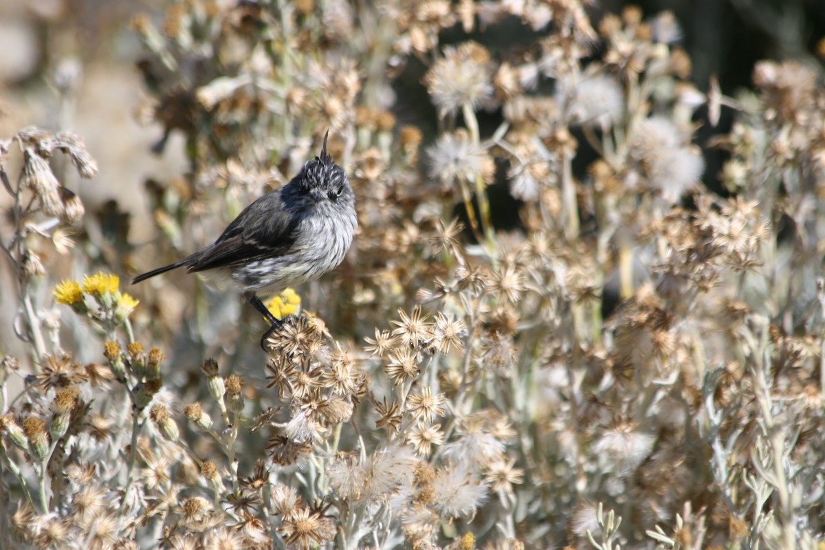 Tufted Tit-Tyrant - ML652715796