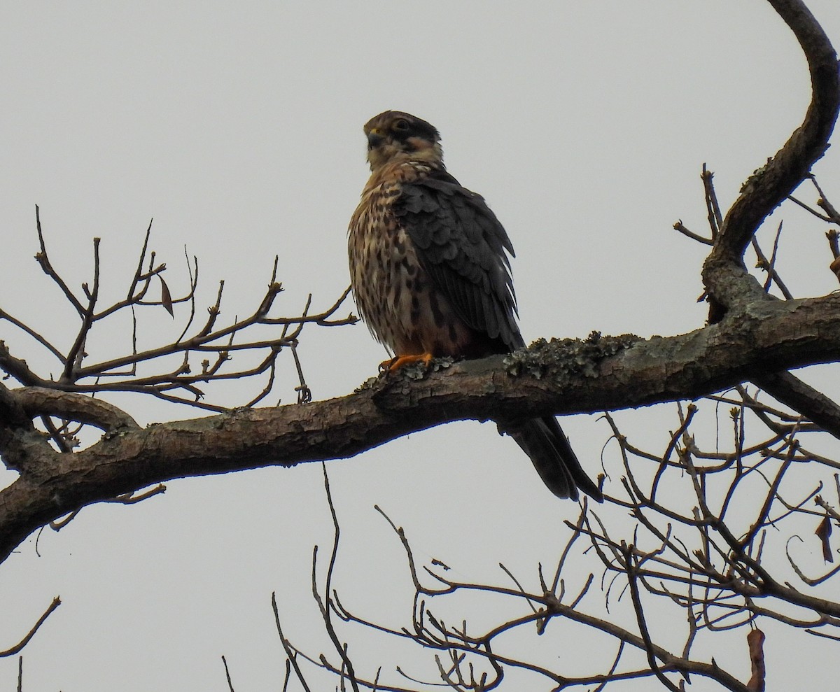 ostříž africký - ML652715799