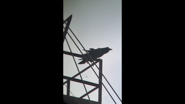 Corvo imperiale - ML652715841