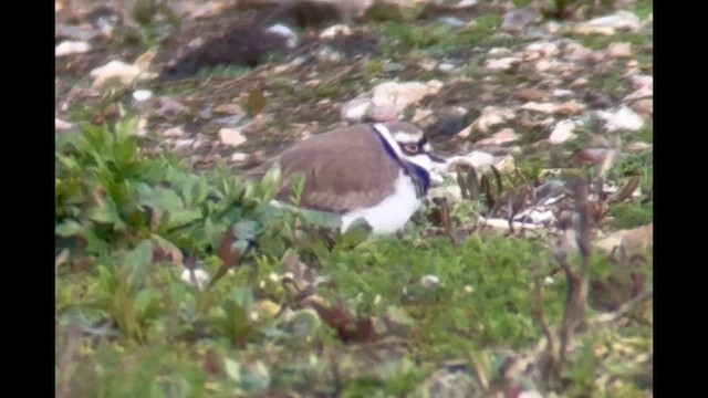 Corriere piccolo - ML652715888