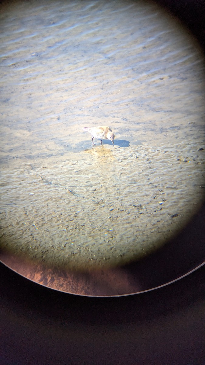 Txirri arrunta - ML652715980