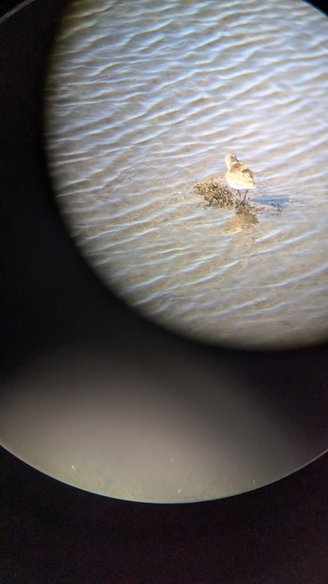 Txirri arrunta - ML652715981