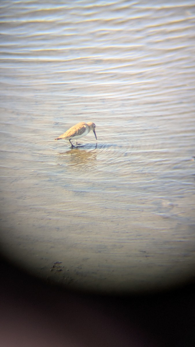 Txirri arrunta - ML652715982