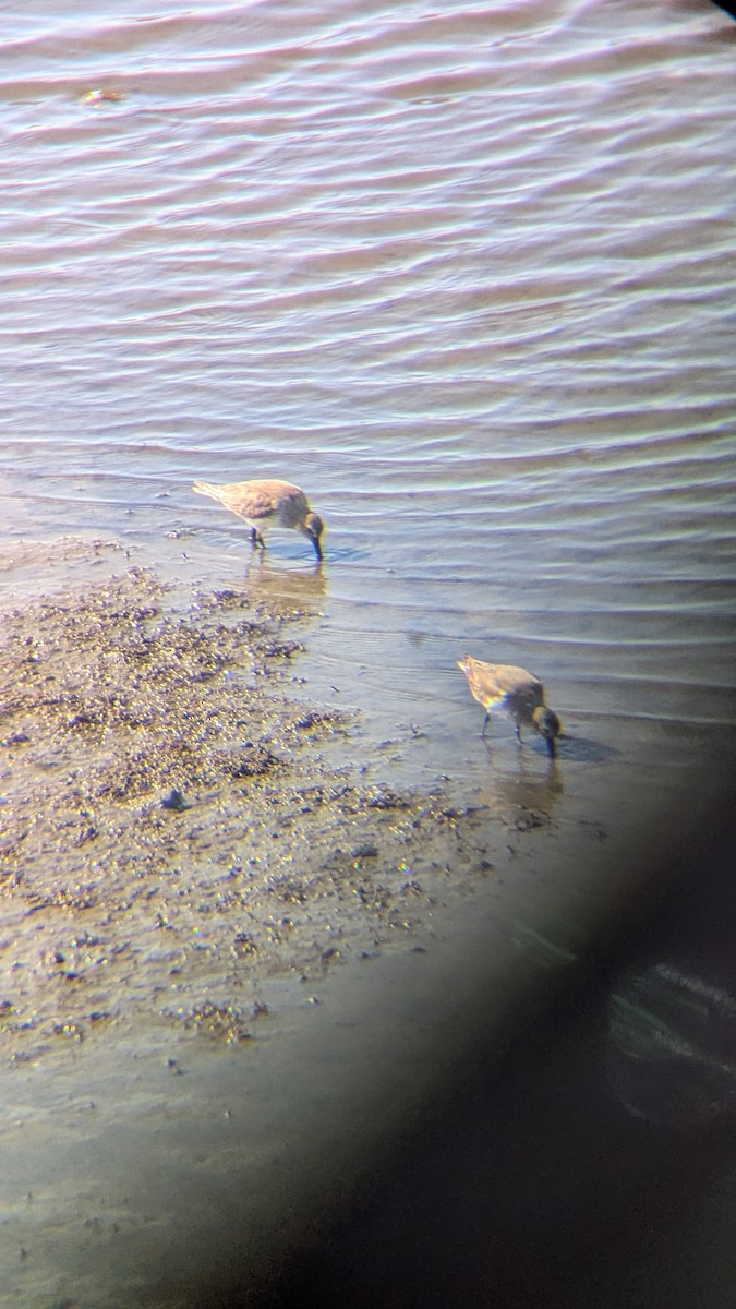 Txirri arrunta - ML652715983