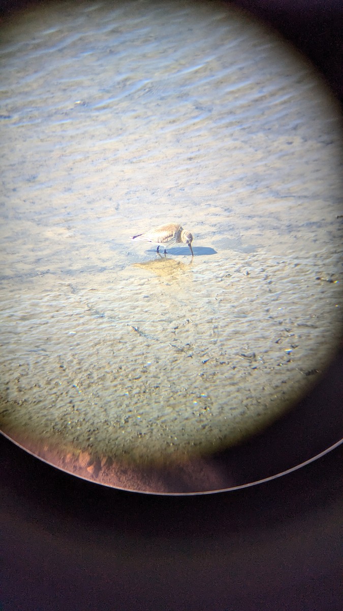 Txirri arrunta - ML652715984