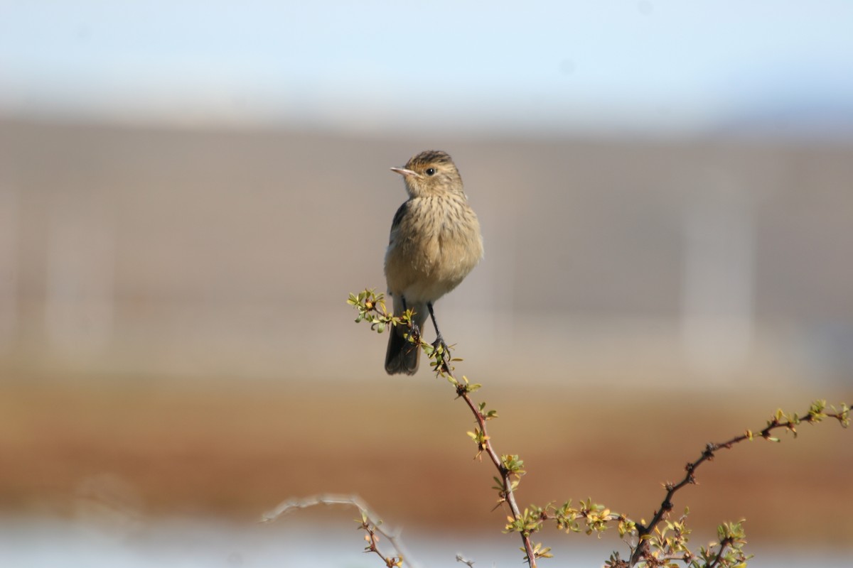 Spectacled Tyrant - ML652716018