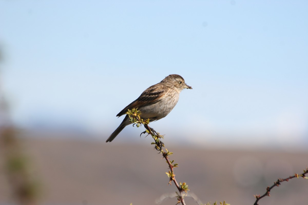 Spectacled Tyrant - ML652716019
