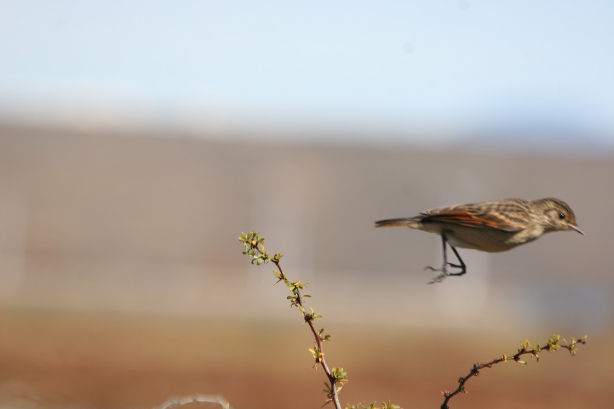 Spectacled Tyrant - ML652716020