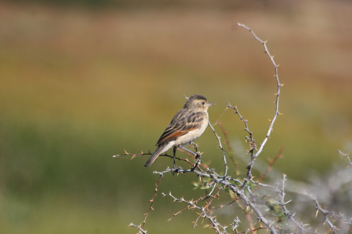 Spectacled Tyrant - ML652716021