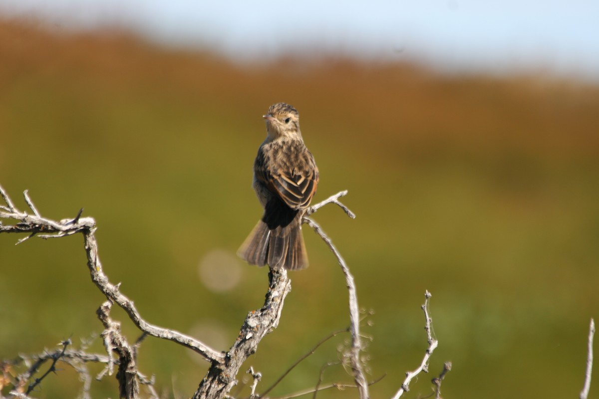 Spectacled Tyrant - ML652716022