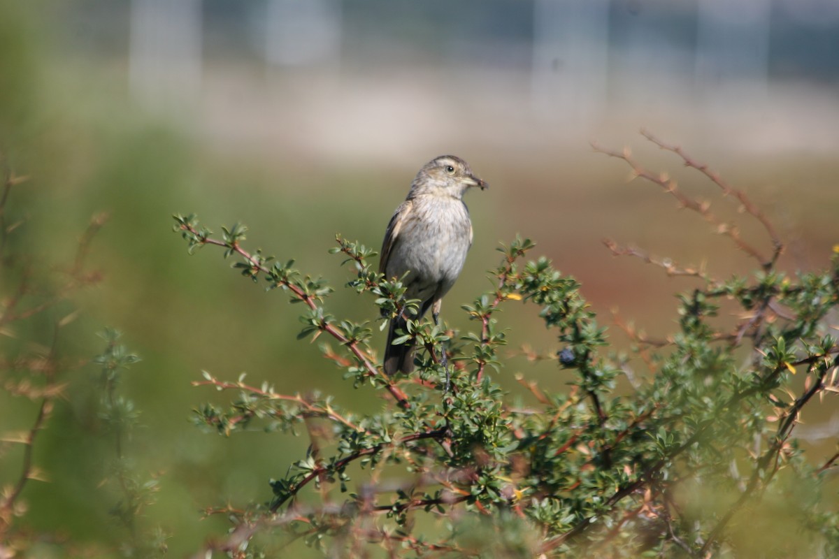 Spectacled Tyrant - ML652716023