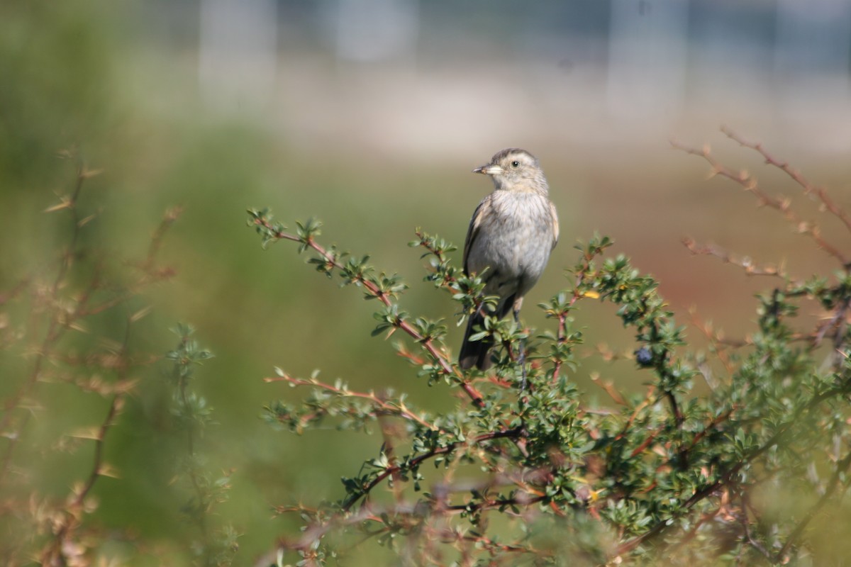 Spectacled Tyrant - ML652716024