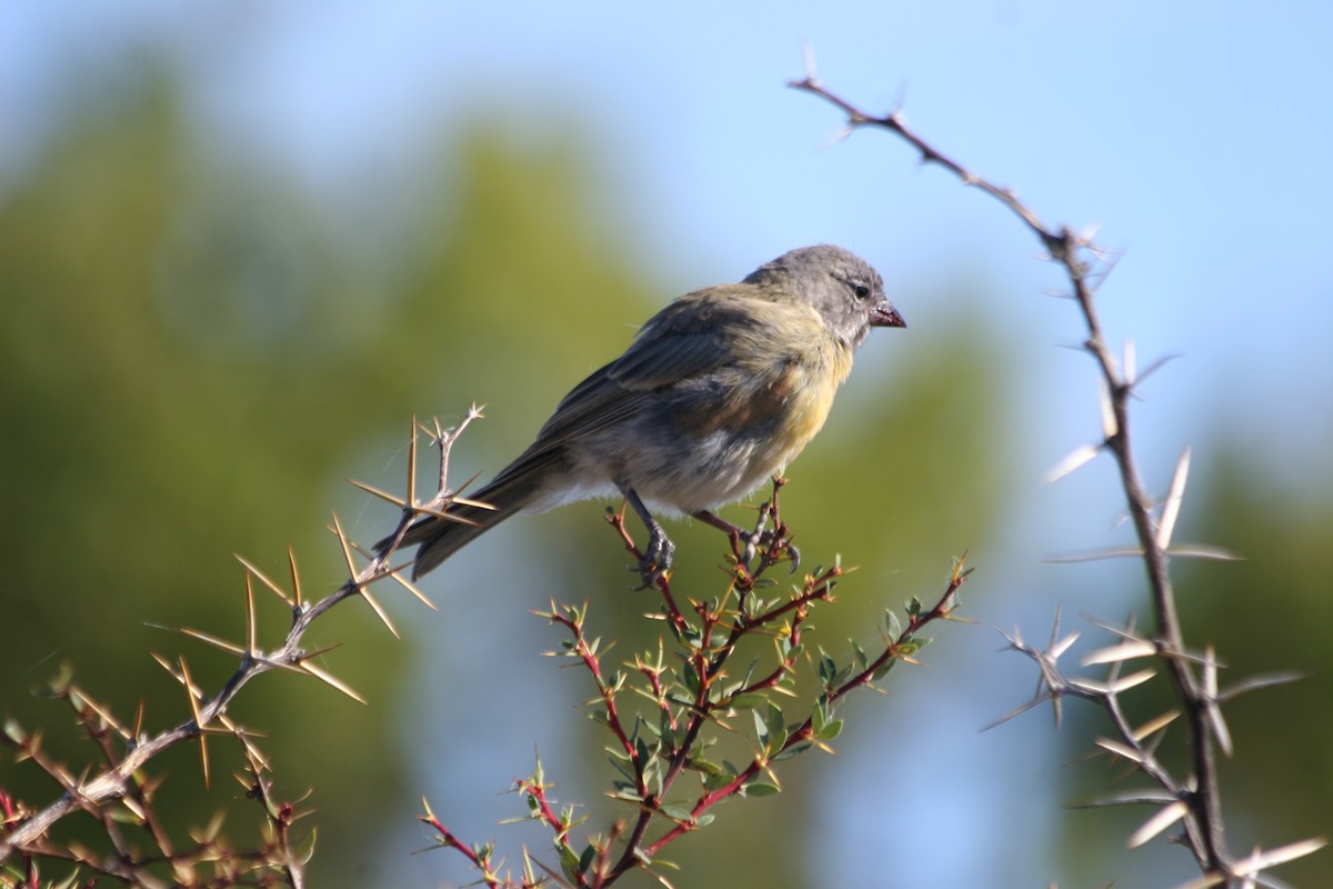 Gray-hooded Sierra Finch (gayi/caniceps) - ML652716103