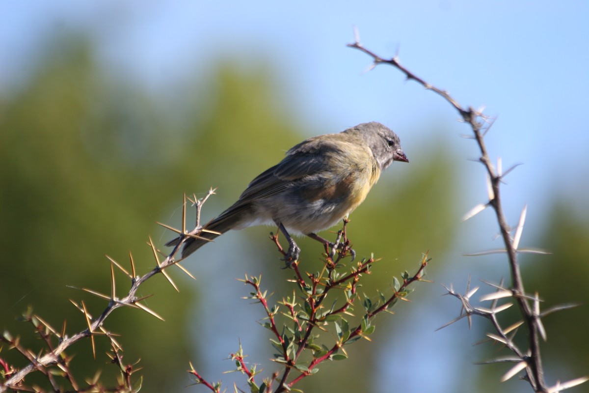 Gray-hooded Sierra Finch (gayi/caniceps) - ML652716104