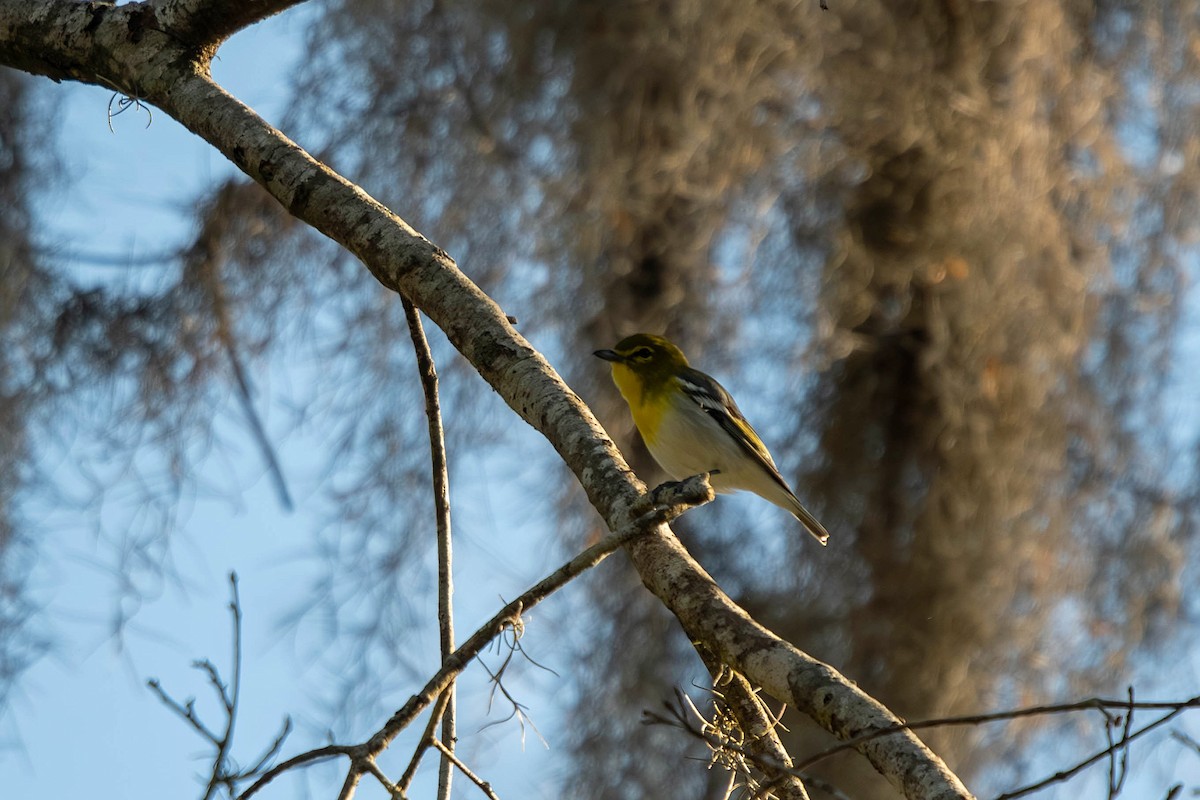 zelenáček žlutoprsý - ML652716162