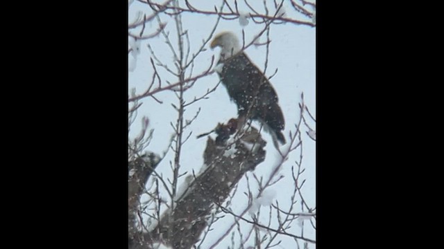 Bald Eagle - ML652716164