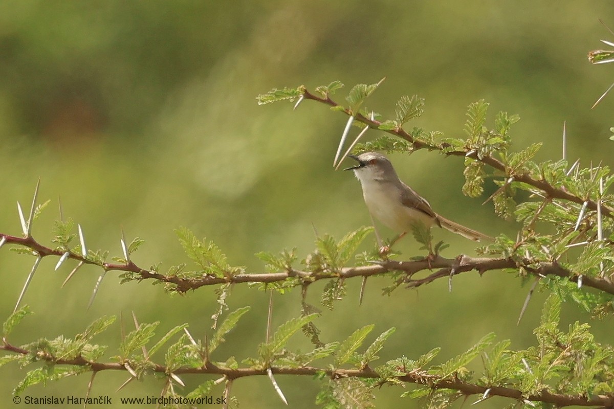 Tawny-flanked Prinia - ML652716205