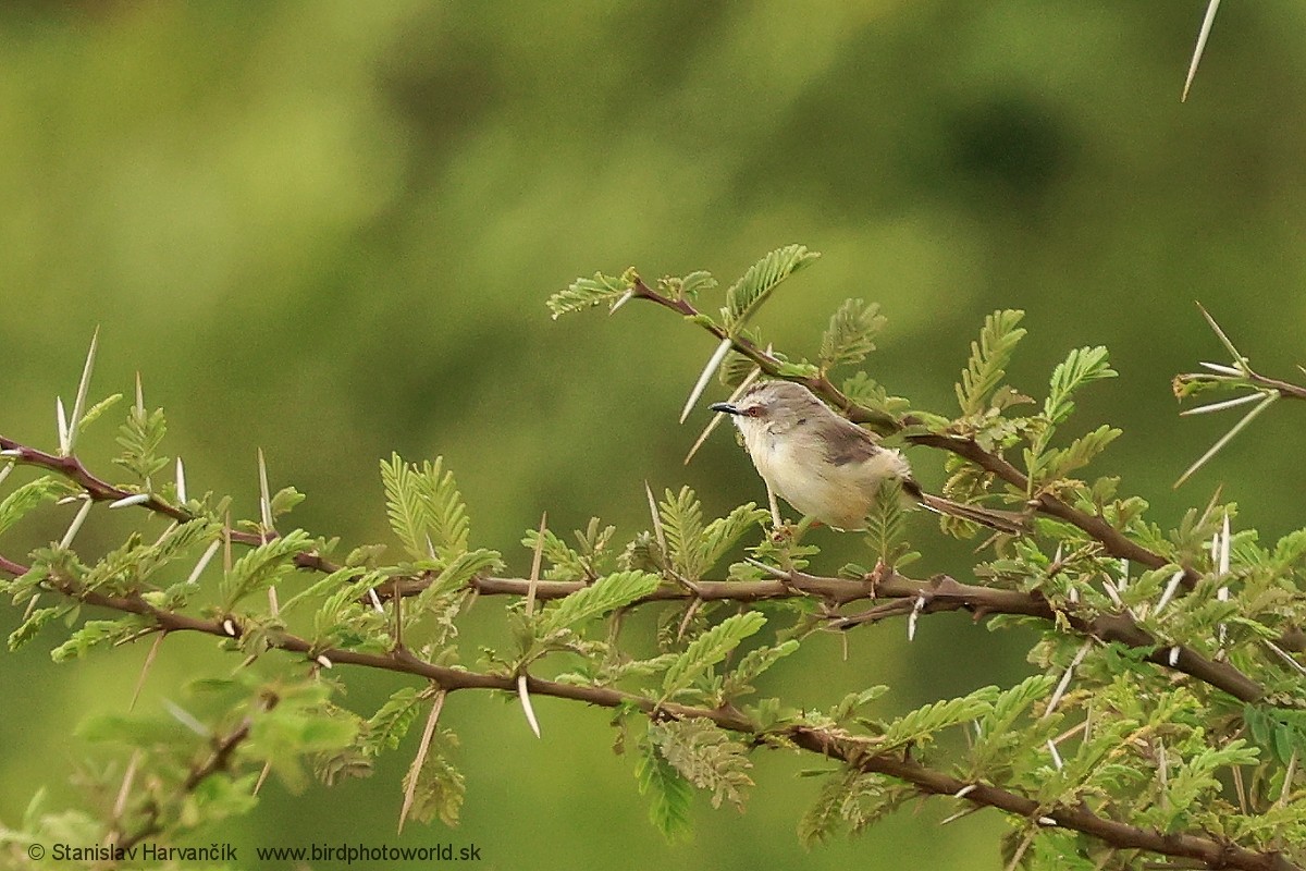 Tawny-flanked Prinia - ML652716206