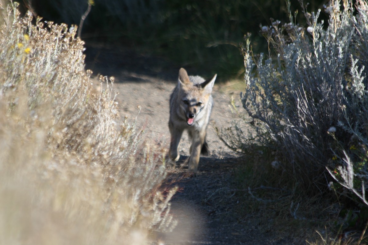 Animals - ML652716228