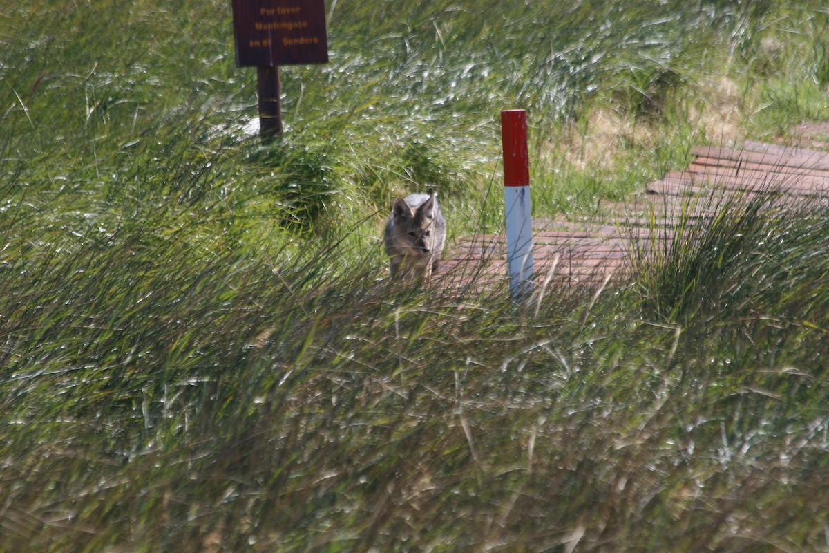 Animals - ML652716229