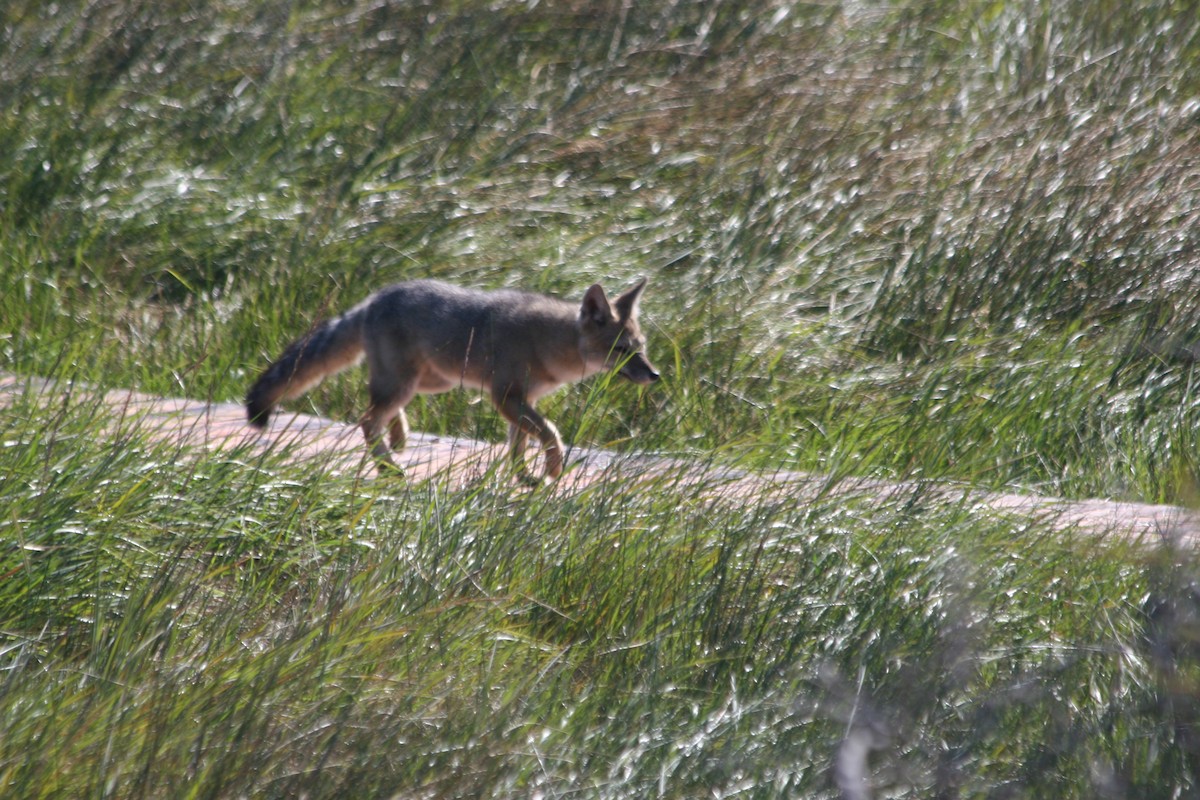 Animals - ML652716230